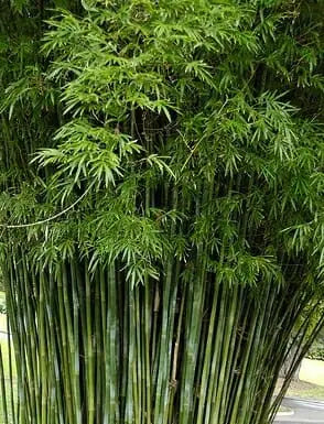 Bambusa textilis ‘Gracilis’ (Slender Weavers Bamboo)