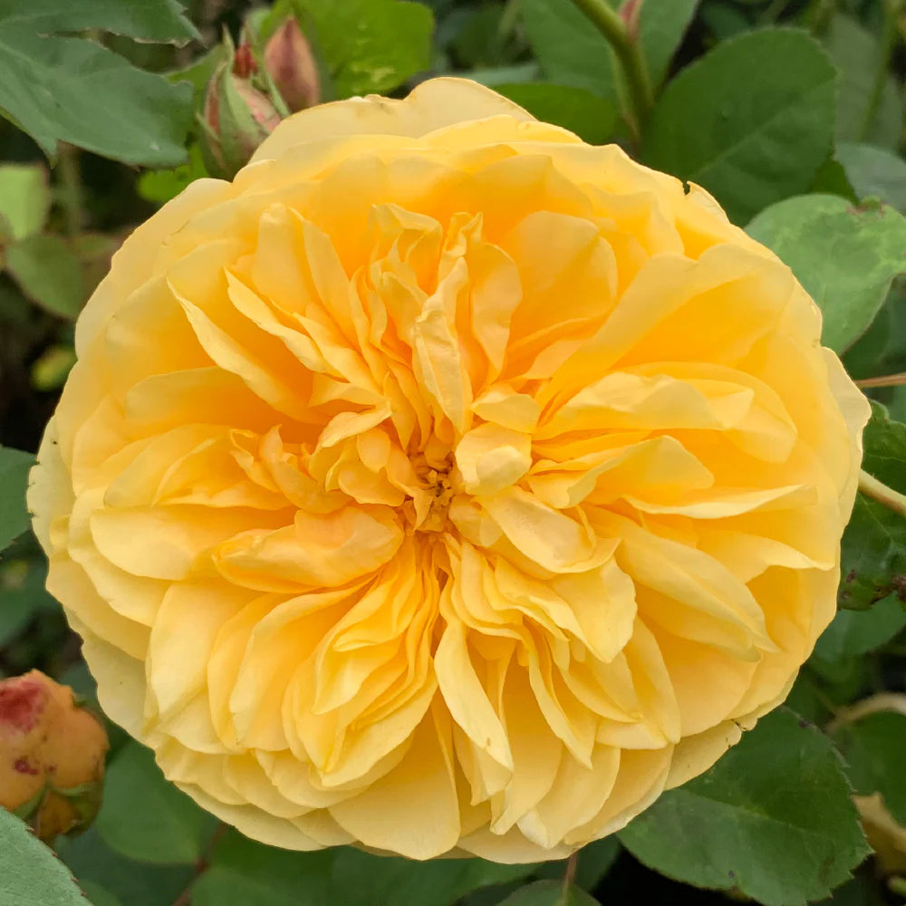 Rosa ‘Graham Thomas’ (Graham Thomas English Shrub Rose)