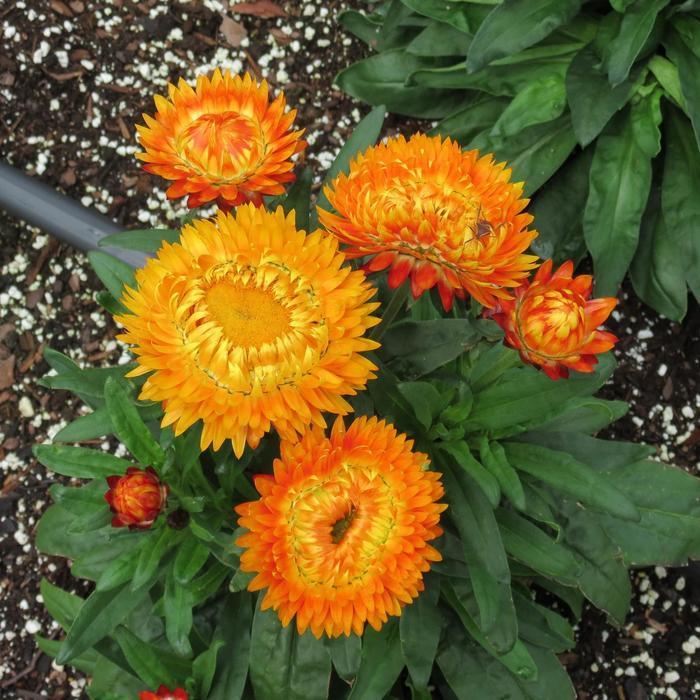Bracteantha bracteata ‘Granvia Harvest Orange’ (Granvia Harvest Orange Strawflower)