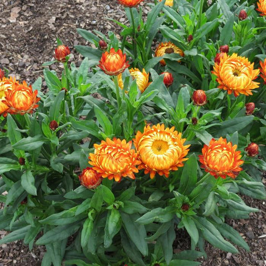 Bracteantha bracteata ‘Granvia Harvest Orange’ (Granvia Harvest Orange Strawflower)