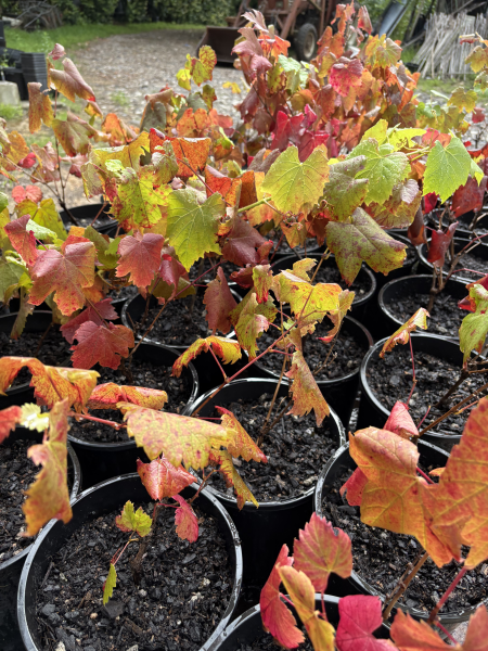 Vitis Vinifera (Ornamental Grape)