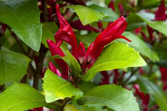 Graptophyllum Excelsum x Ilicifolium (Holly Hedge)
