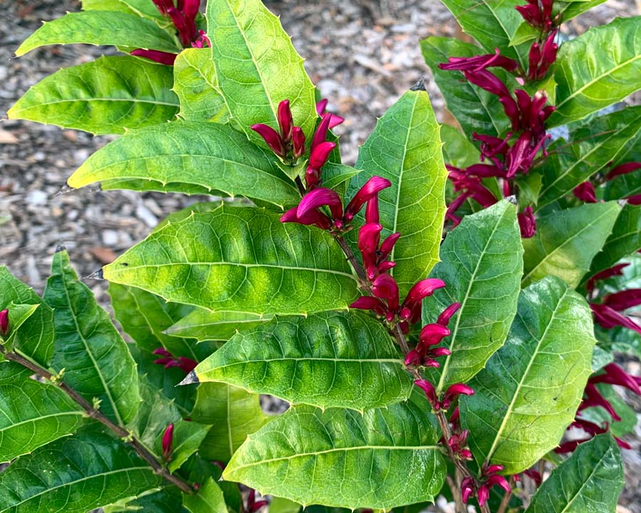 Graptophyllum ilicifolium (Holly Fuchsia)