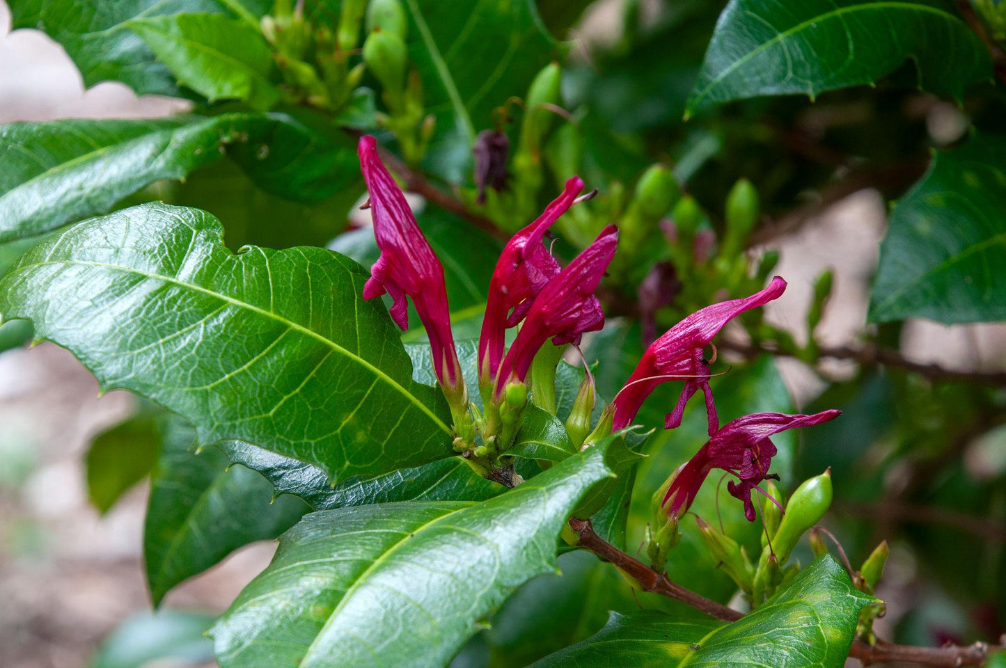 Graptophyllum ilicifolium (Holly Fuchsia)