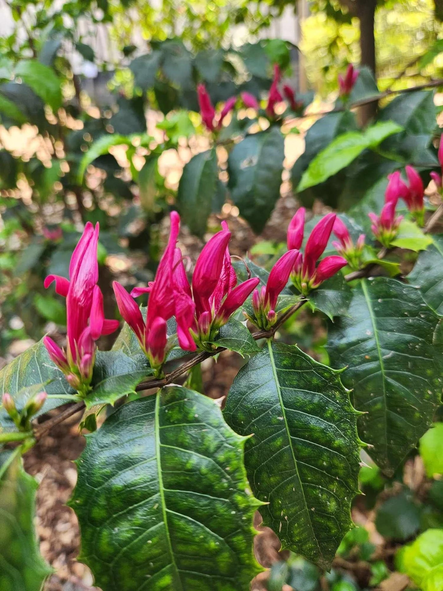 Graptophyllum ilicifolium (Holly Fuchsia)
