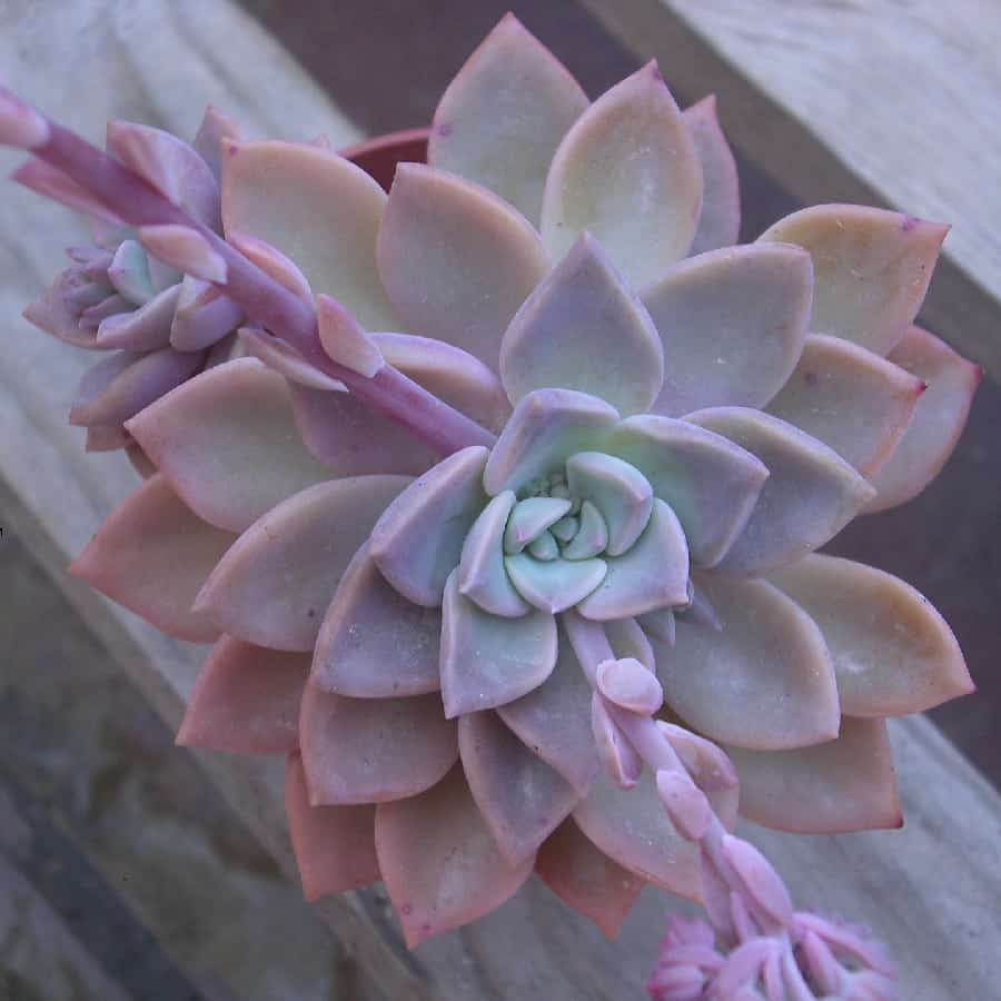 Graptoveria ‘Speedo’