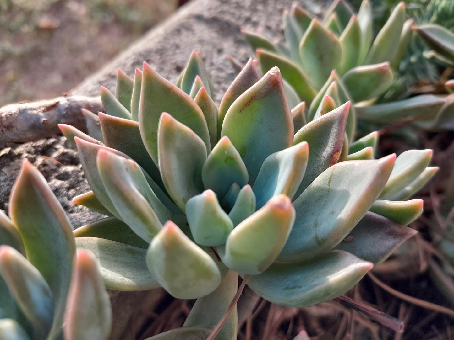 Graptoveria ‘Opalina’ (Opalina Graptoveria)