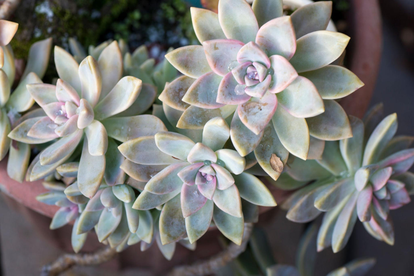 Graptoveria ‘Opalina’ (Opalina Graptoveria)