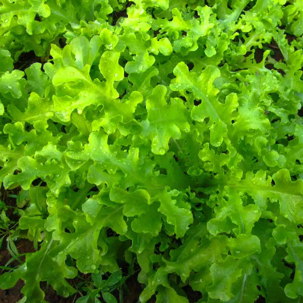 Lettuce ‘Green Salad’ – Lactuca sativa