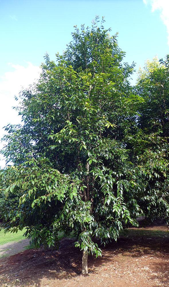 Green Avenue Weeping Lilly Pilly (Waterhousea floribunda ‘Green Avenue’)