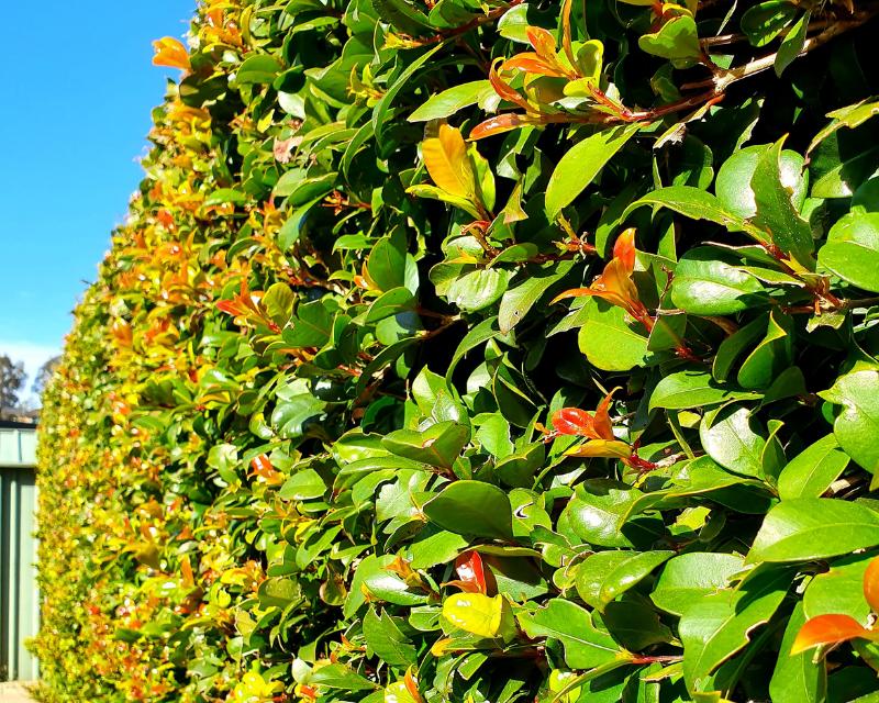 Green Avenue Weeping Lilly Pilly (Waterhousea floribunda ‘Green Avenue’)