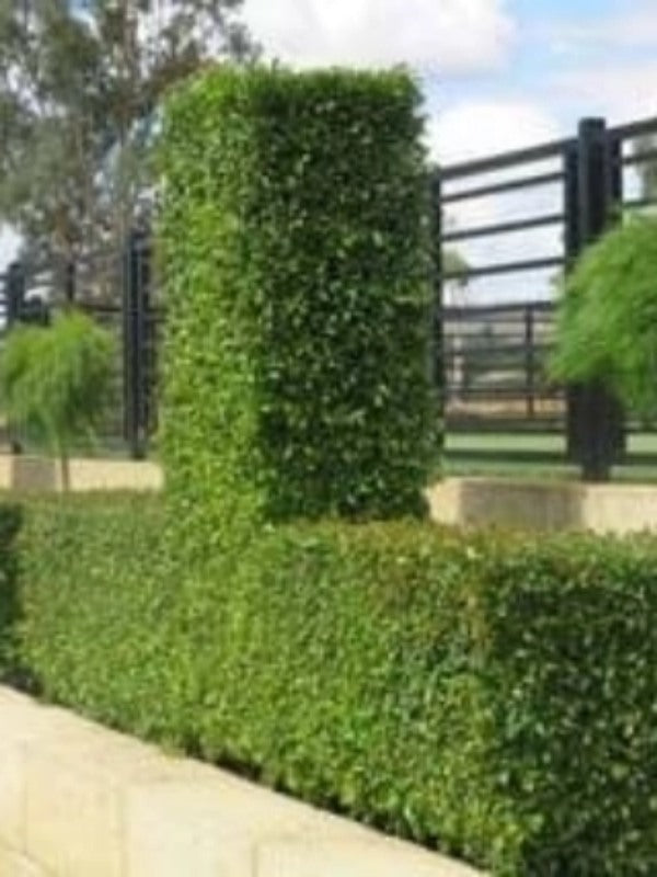 Syzygium australe ‘Green Machine’ (Green Machine Lilly Pilly)