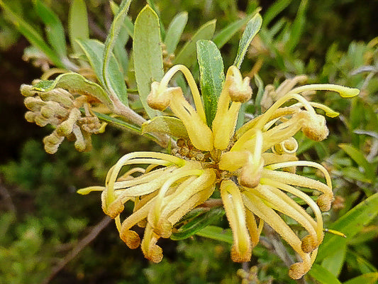 Grevillea 'Canterbury Gold' (Canterbury Gold Grevillea)