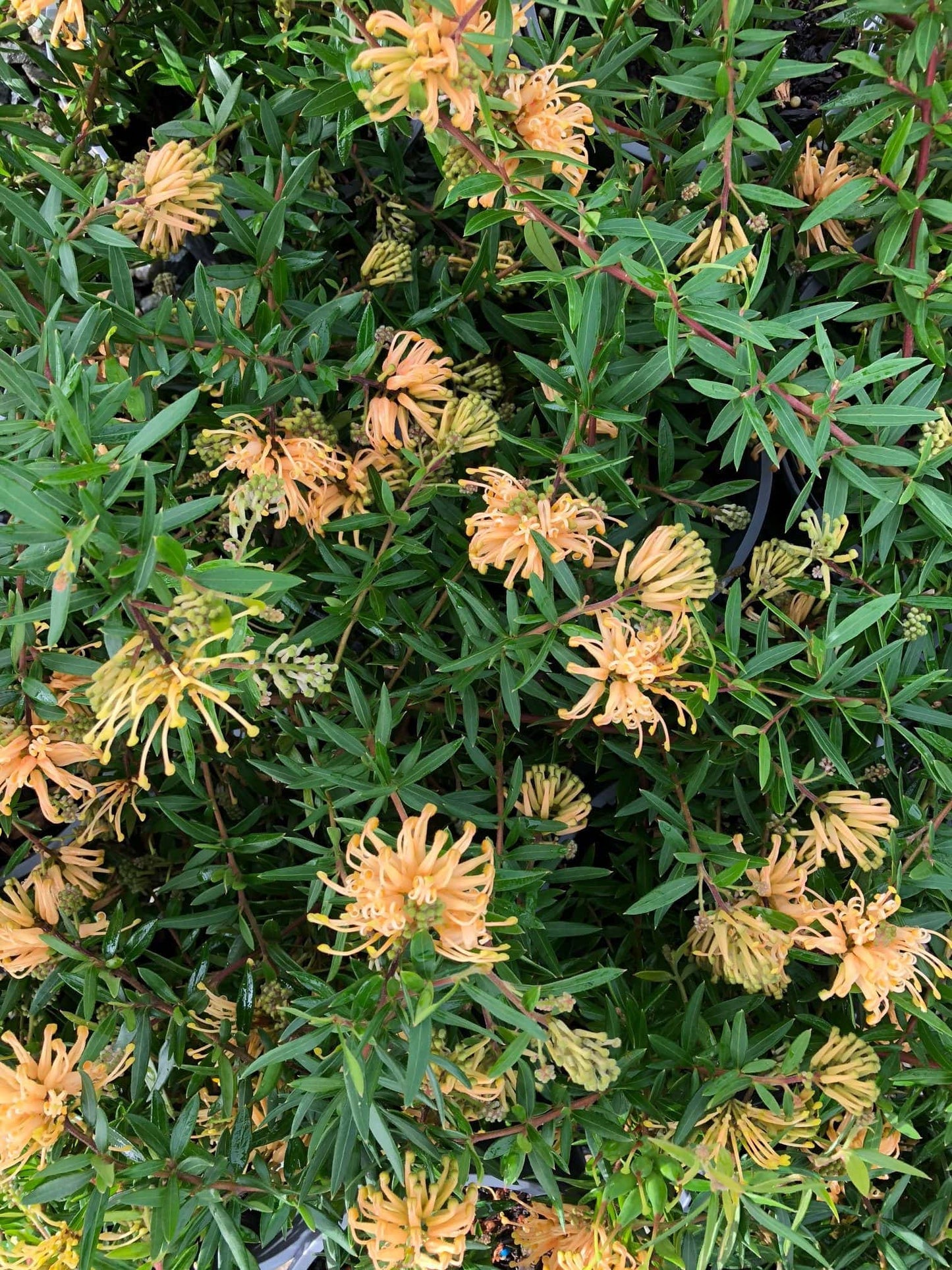 Grevillea 'Canterbury Gold' (Canterbury Gold Grevillea)