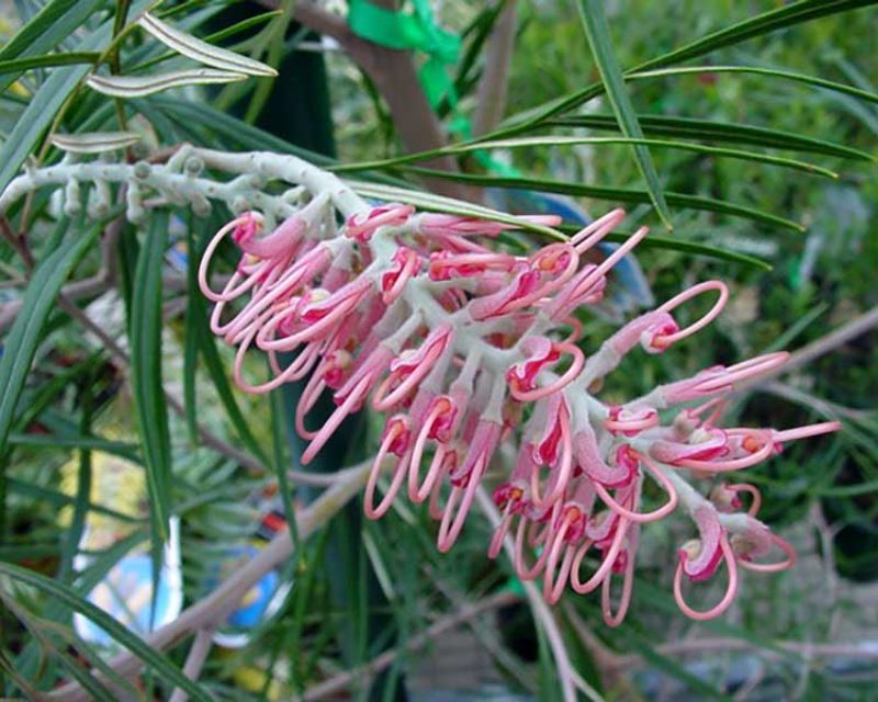 Grevillea ‘Coastal Dawn’ (Coastal Dawn Grevillea)