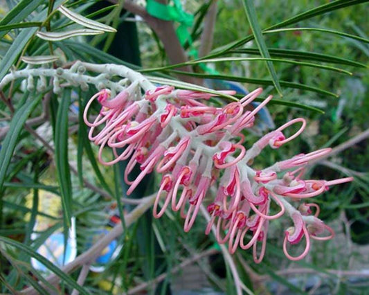 Grevillea ‘Coastal Dawn’ (Coastal Dawn Grevillea)