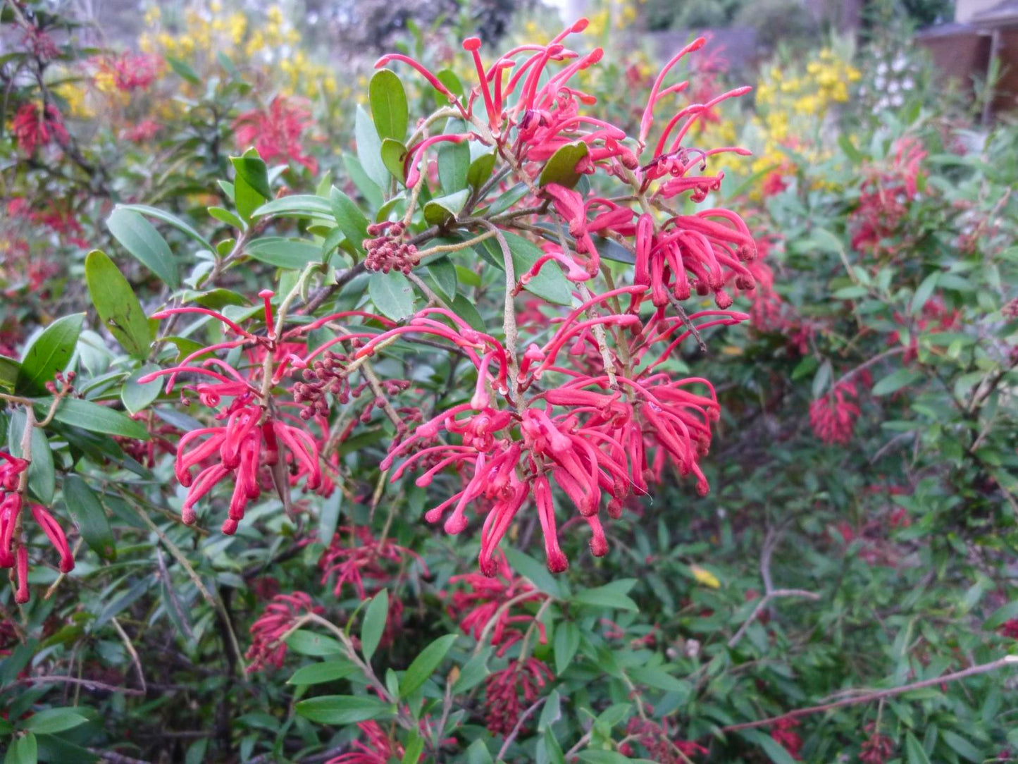 Grevillea ‘Lady O’ (Lady O Grevillea)