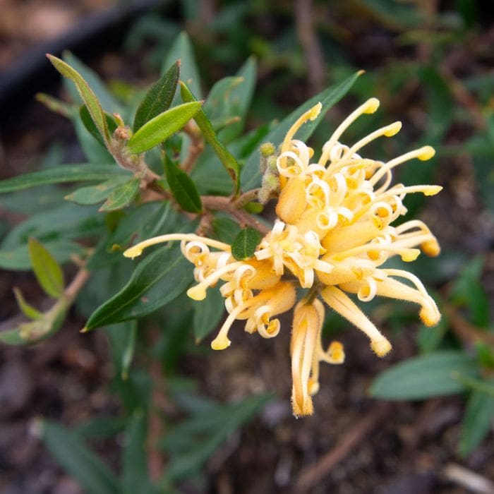 Grevillea ‘Gold Fever’ (Gold Fever Grevillea)