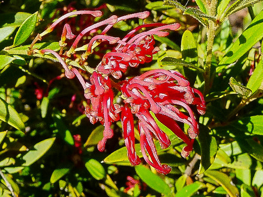 Grevillea ‘Lady O’ (Lady O Grevillea)