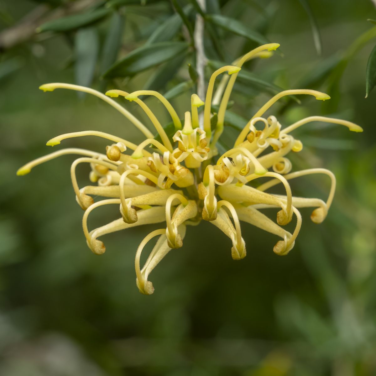 Grevillea juniperina ‘Prostrate Yellow’