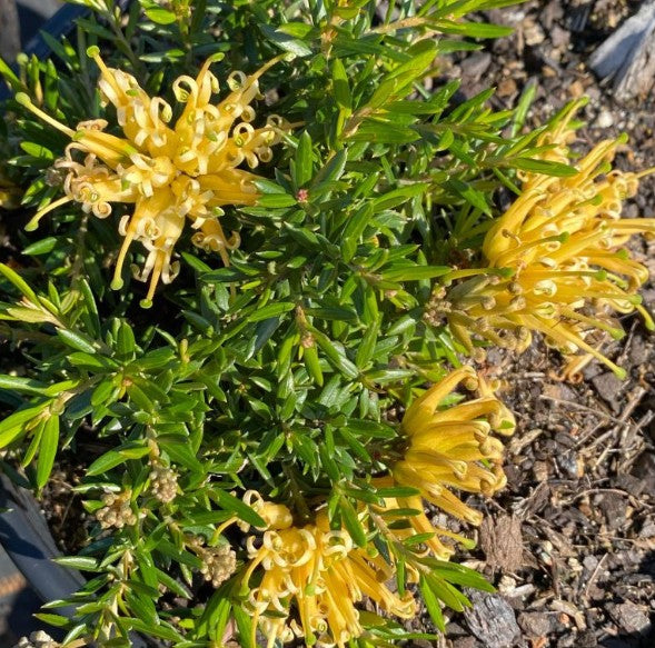 Grevillea juniperina ‘Prostrate Gold’