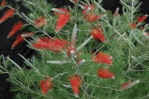Grevillea ‘Scarlet Moon’ (Standard Form)