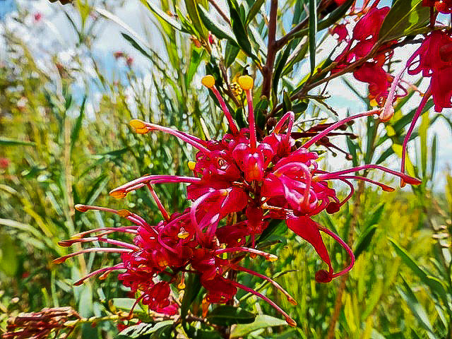 Grevillea ‘Splendour’