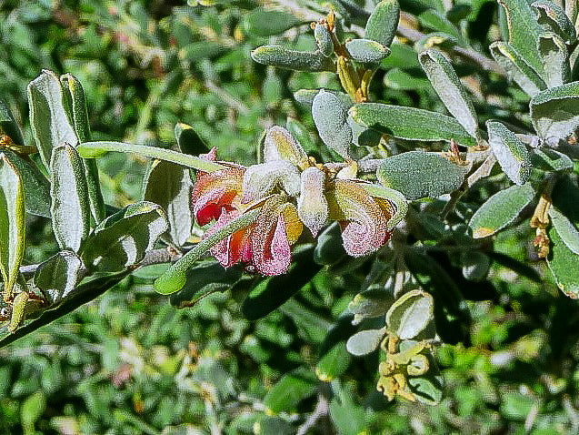 Grevillea arenaria – Native Grevillea