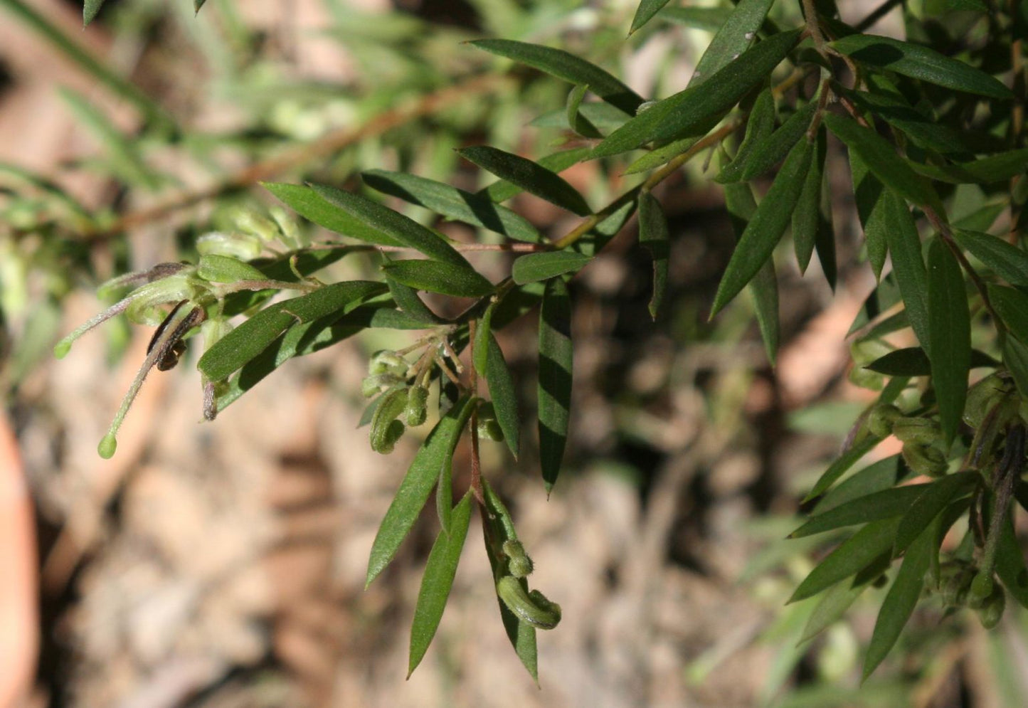 Grevillea arenaria – Native Grevillea