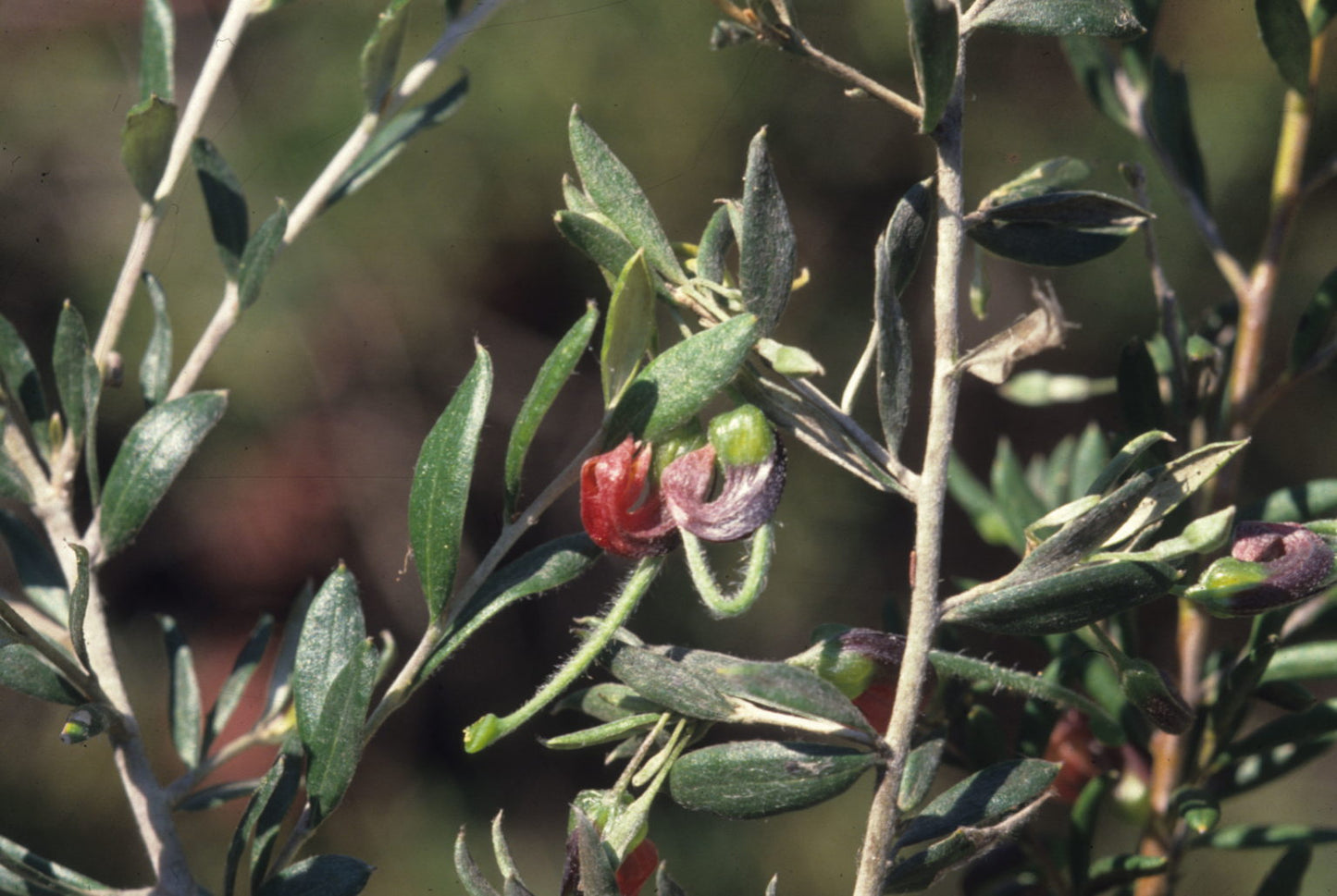Grevillea arenaria – Native Grevillea