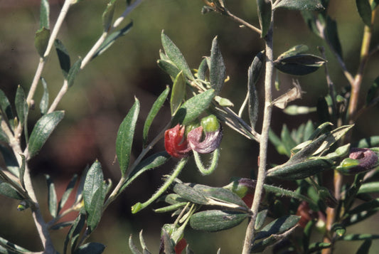 Grevillea arenaria – Native Grevillea