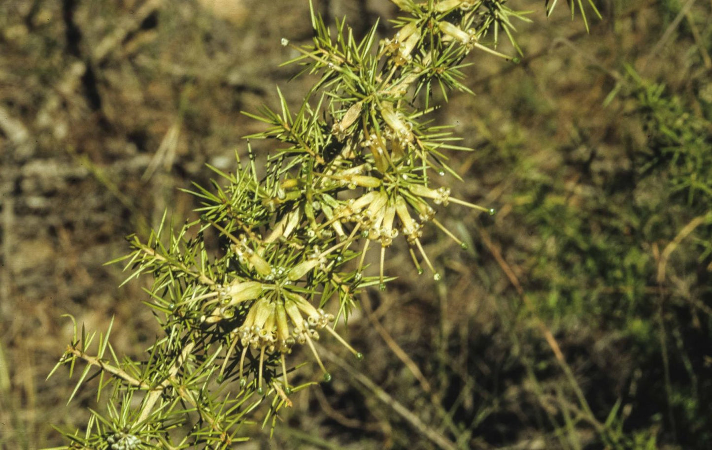 Grevillea juniperina ‘Prostrate Yellow’