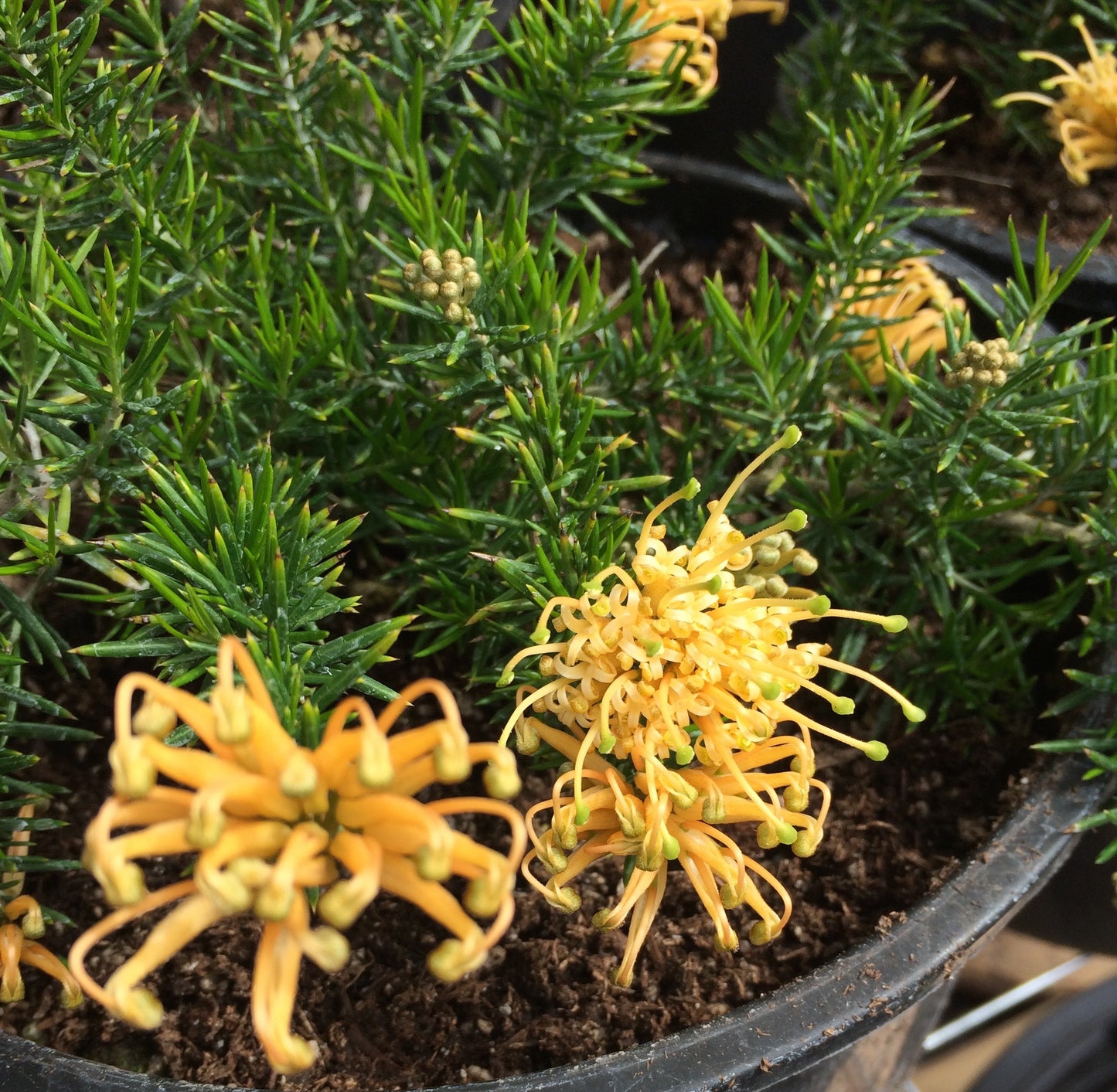 Grevillea Juniperina Yellow (Juniper Leaf Grevillea)