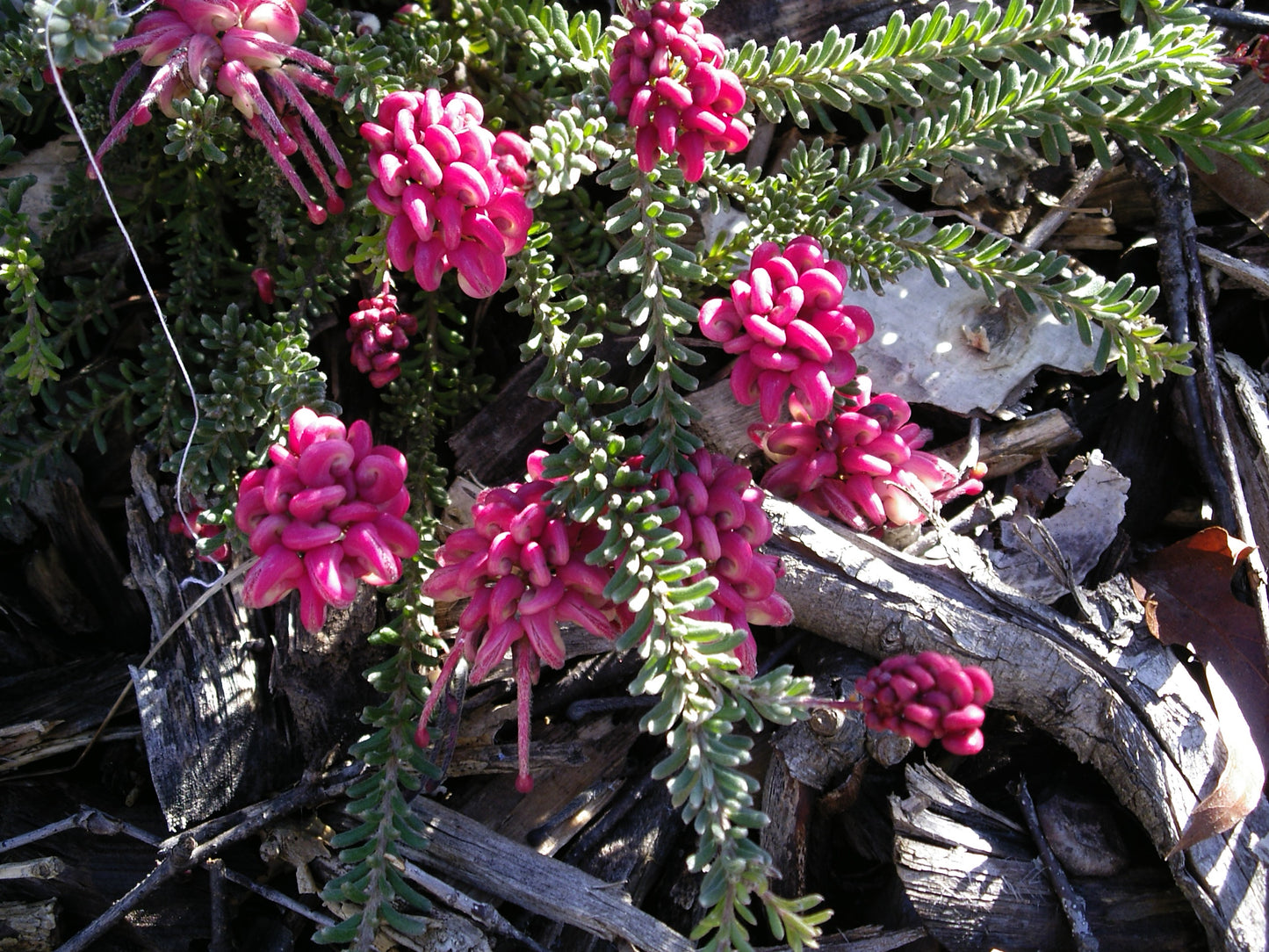 Grevillea Lanigera Prostrate (Prostrate Woolly Grevillea)