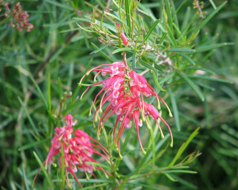 Grevillea pinaster ‘Compact’