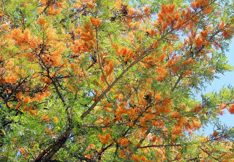 Grevillea Robusta – Tall Evergreen Tree with Golden Flowers | Nursery ...