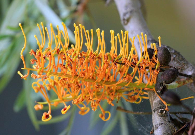 Grevillea Robusta – Tall Evergreen Tree with Golden Flowers | Nursery ...