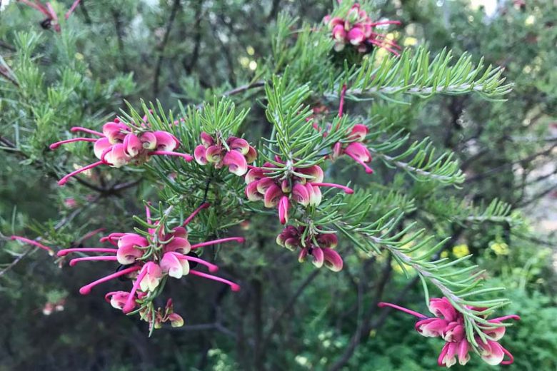 Grevillea rosmarinifolia ‘Nana’