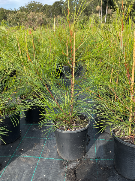Grevillea Hybrida ‘Cherry Pie’ (Cherry Pie Grevillea)