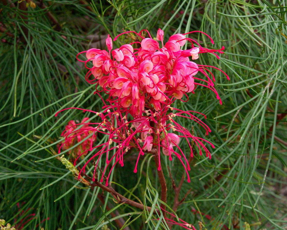 Grevillea Hybrida ‘Cherry Pie’ (Cherry Pie Grevillea)