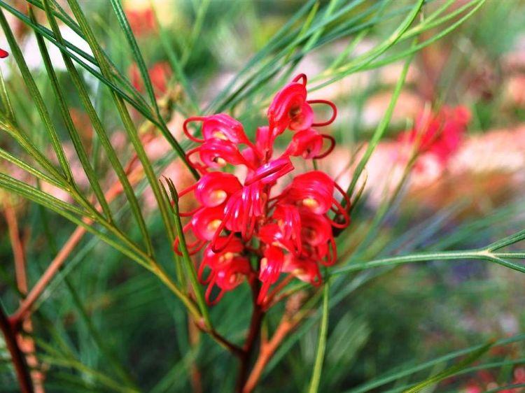 Grevillea Hybrida ‘Cherry Pie’ (Cherry Pie Grevillea)