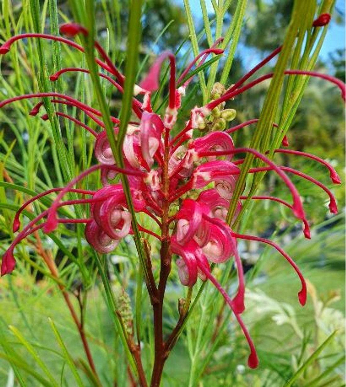 Grevillea Hybrida ‘Cherry Pie’ (Cherry Pie Grevillea)
