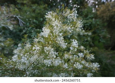 Grevillea Curviloba ‘Flat Jack’ (Flat Jack Grevillea)