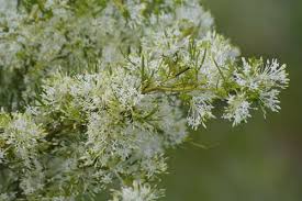 Grevillea Curviloba ‘Flat Jack’ (Flat Jack Grevillea)