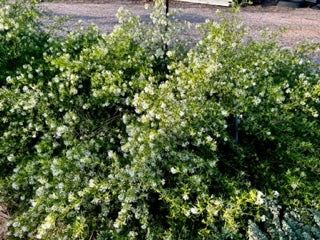 Grevillea Curviloba ‘Flat Jack’ (Flat Jack Grevillea)