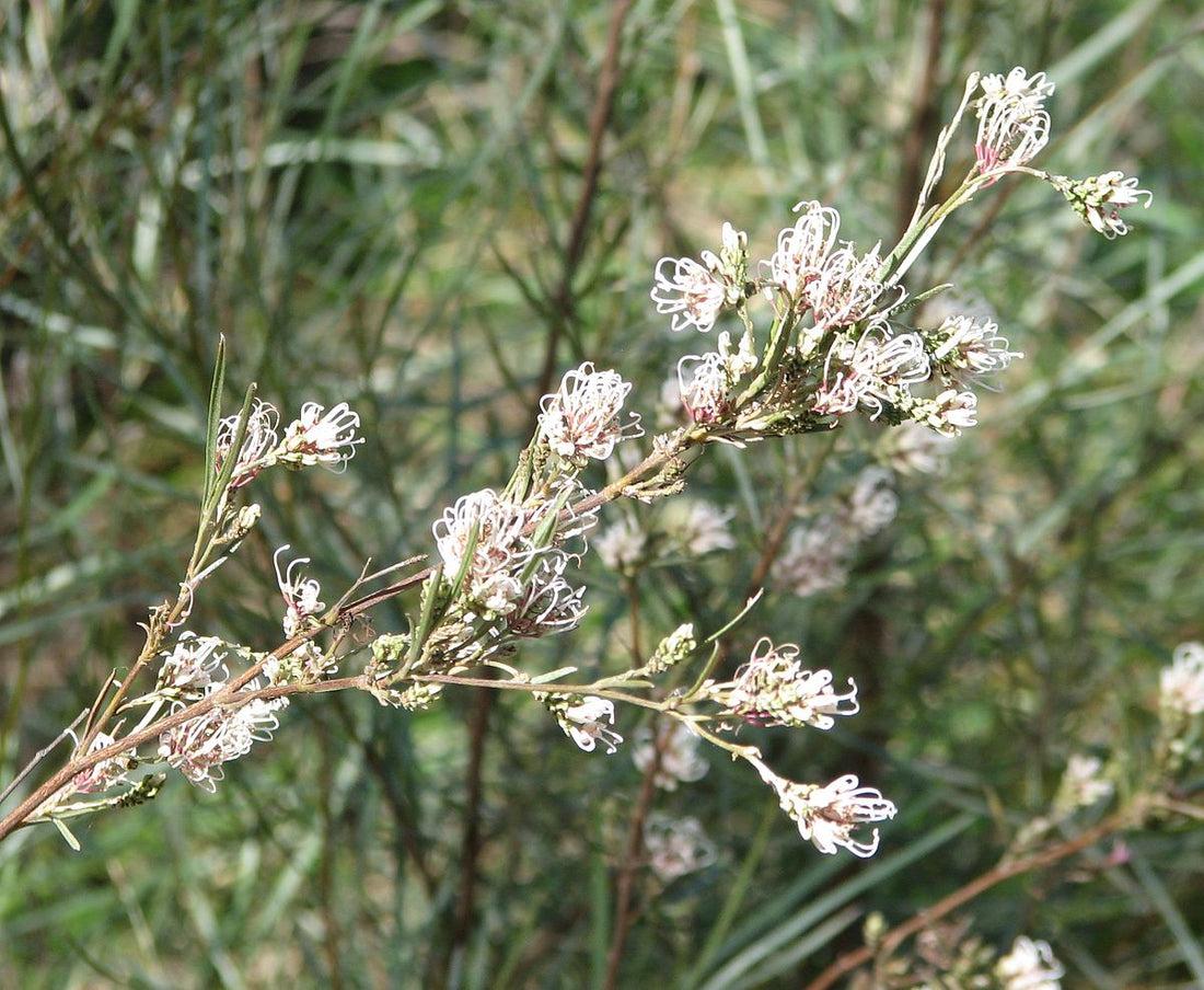 Grevillea Endlicheriana (Spindly Grevillea)
