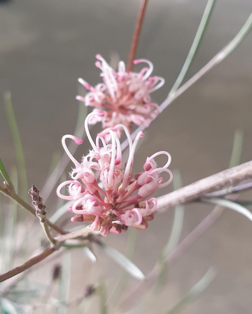 Grevillea Endlicheriana (Spindly Grevillea)