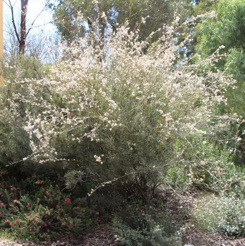 Grevillea Endlicheriana (Spindly Grevillea)
