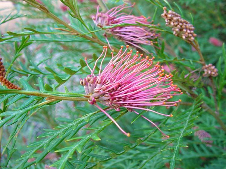 Grevillea Hookeriana (Hooker’s Grevillea)