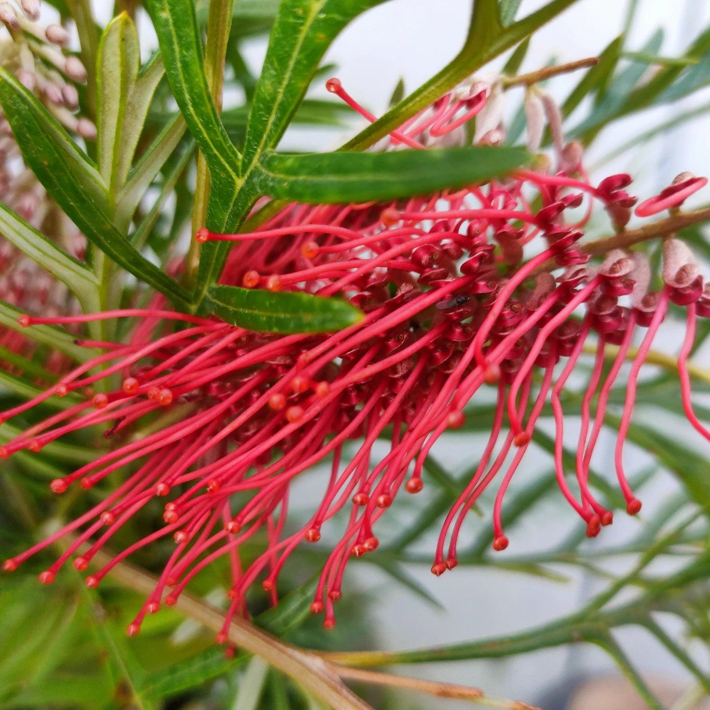 Grevillea Hookeriana (Hooker’s Grevillea)